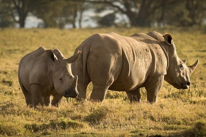 4-Day Masai Mara, L Naivasha and L Nakuru Safari - Pricing and Reviews