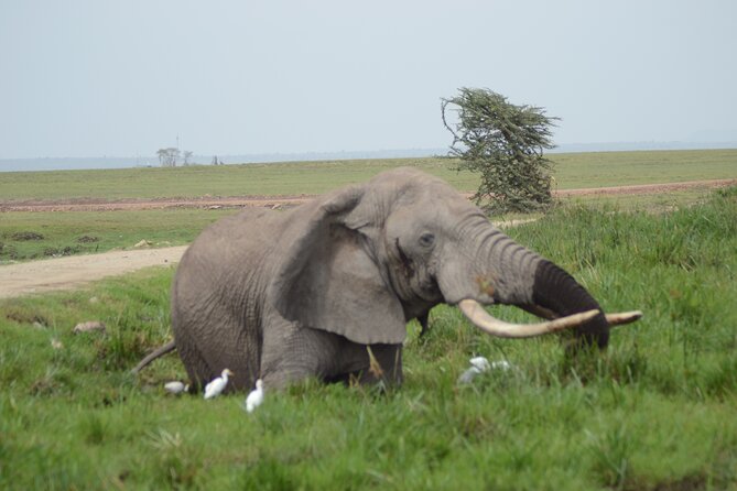 4-Day Safari to Tsavo and Amboseli From Diani Beach - The Sum Up