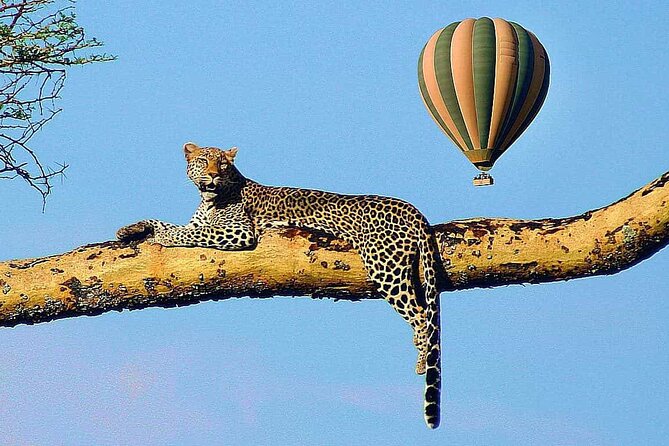 4-Day Serengeti, Olduvai Gorge and Ngorongoro Safari From Mwanza to Arusha - Operator Information