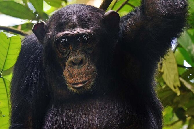 4 Day Tour Kibale Forest National Park and Gorilla Trekking - The Sum Up