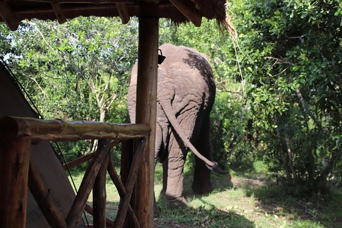 4 Day Uganda Gorilla Trekking Safari With Lake Bunyonyi - Exclusions