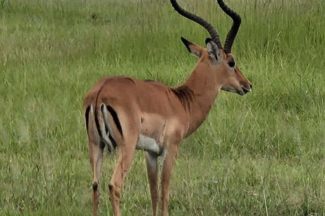 4 Days 3 Nights Safari to Mikumi National Park - Booking Information and Reviews