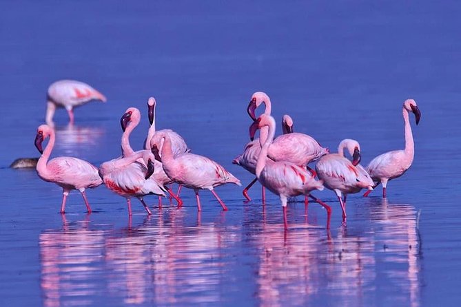 4 Days Enthralling Safaris in Kenya-lake Nakuru Masai Mara - Safari Tour Details