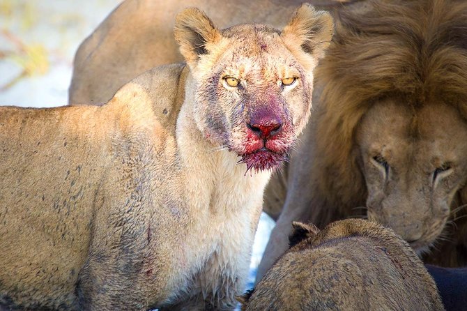 4 Days Lake Manyara National Park, Ngorongoro Crater , Serengeti National Park. - Accommodation and Meals