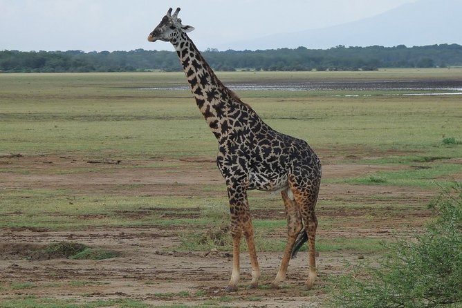 4 Days Lodge Safari - Booking Information