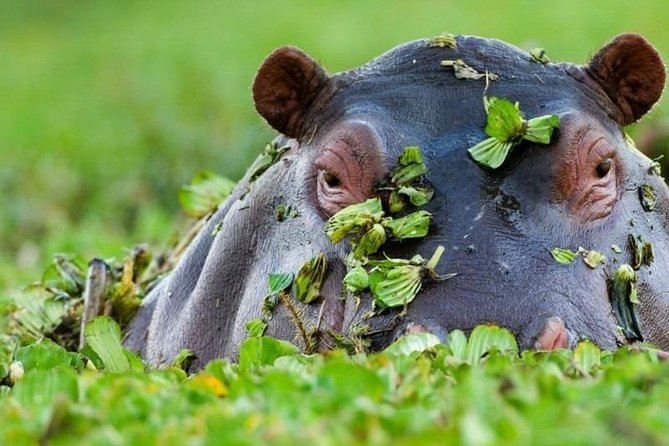 4 Days Maasai Mara Budget Safari (Daily Departure + 24h Customer Service) - Group Size Limit