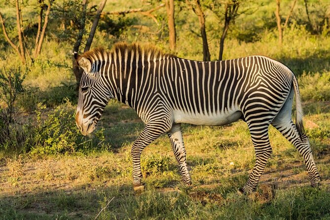 4 Days Mid Luxury Safari, Lake Nakuru and Masai Mara. - The Sum Up