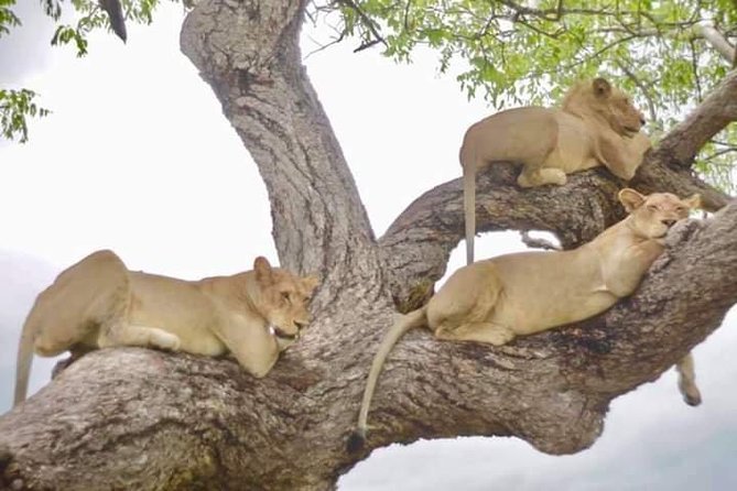 4 Days Mikumi & Udzungwa National Parks Safari - Frequently Asked Questions