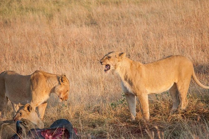 4 Days Mombasa Safari – Tsavo West, Amboseli & Tsavo East National Parks - Booking and Cancellation Policy
