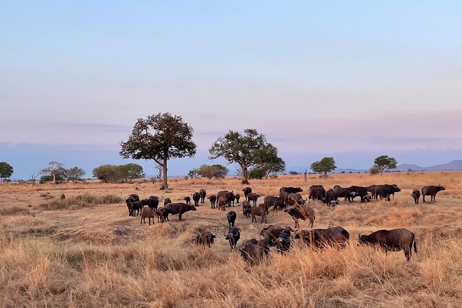 4 Days Ngorongoro Crater, Tarangire and Serengeti National Park
