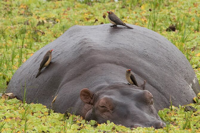 4-Days Private Tour in Nyerere National Park-Selous Game Reserve - Product Code and Terms & Conditions