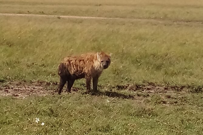 4 Days Safari to Lake Nakuru N/P and Maasai Mara N/R - Frequently Asked Questions