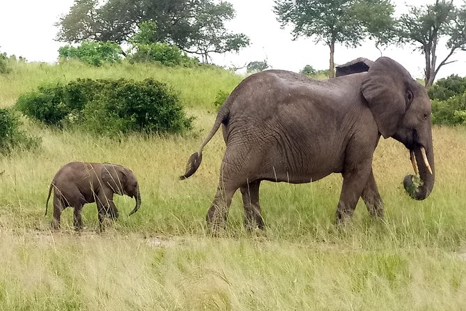 4 Days Safari to Mikumi NP and Udzungwa Mountain NP Mid - Range Accommodation - Cancellation Policy Terms