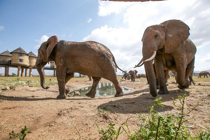 4 Days Special Circuit in Kenya -Tsavo-Saltlick Safari(Min 2 Pax) - Safety and Accessibility Notes