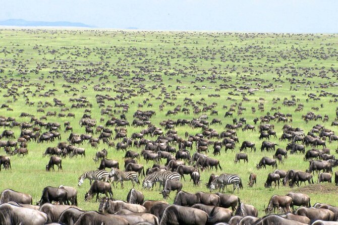 4 Days Tanzania National Parks Private Safari From Zanzibar - Frequently Asked Questions