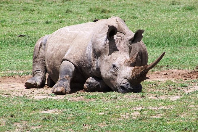4 Days Tour Masai Mara Game Reserve From Diani by Air - Safari Experience