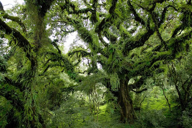 4 Days Trek in Bale Mountains National Park - Campsites and Accommodation Details