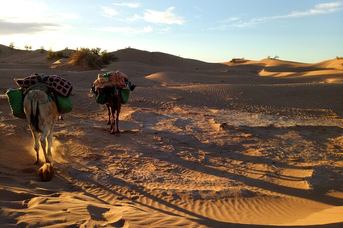 4 Days Trek - the Legs of Camels - Reviews and Ratings