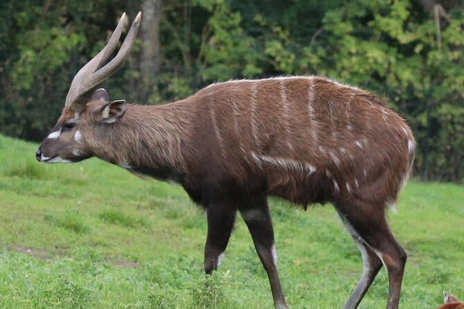 4 Days Trekking to Mt Kenya.Sirimon-Naromoru Route. - Day 2: Old Moses Camp to Shipton Camp