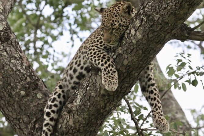 4 Days Victoria Falls Safari Tour & Chobe National Park Game Drive - Frequently Asked Questions