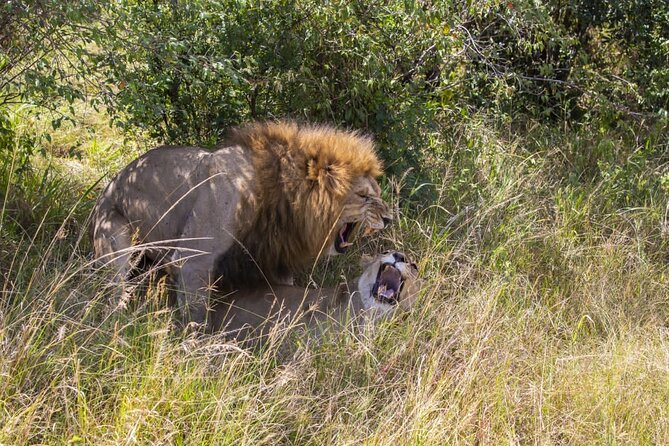 4 Days Wildebeest Lake Nakuru Masai Mara Safari - The Sum Up