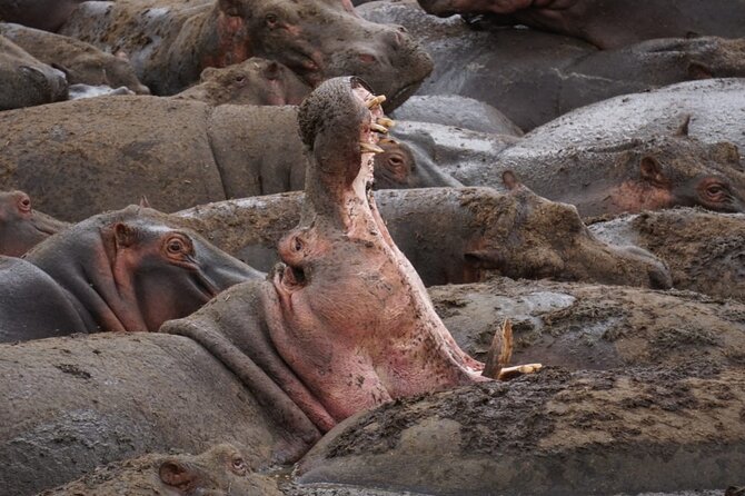 4 Days Wildlife Tanzania Adventure - Booking Information