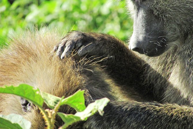 4X4 Lake Nakuru Day Trip Safari – & Optional Lake Naivasha Boat - Pricing and Booking Information