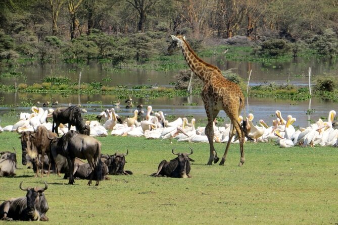 5-Day Masai Mara Lake Nakuru and Naivasha Small-group Safari Tour - Accommodation Details