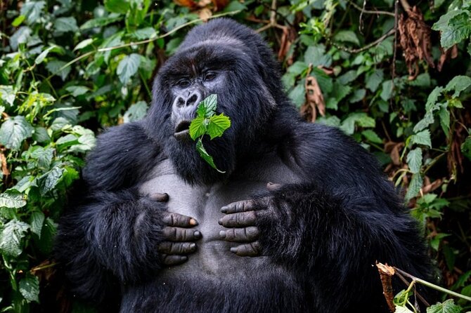 5-Day Private Guided Gorillas and Wildlife Safari Tour - Frequently Asked Questions