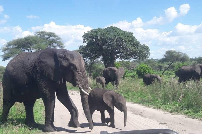 5 Days African Safaris - Inclusions and Exclusions