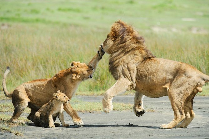 5 Days - Best Of Tanzania Northern Zone, Lodge Safari - Wildlife Safari Highlights