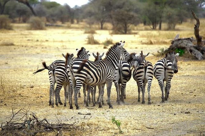 5 Days Budget Camping Safari To See Great Migration - Travel Tips & Recommendations