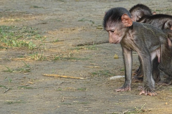 5-Days Bwindi NP & Kibale NP Tour in Uganda - Additional Details