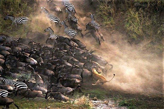 5 Days Excellent Wildlife Safari in Serengeti and Ngorongoro Crater, Tanzania - Tour Inclusions