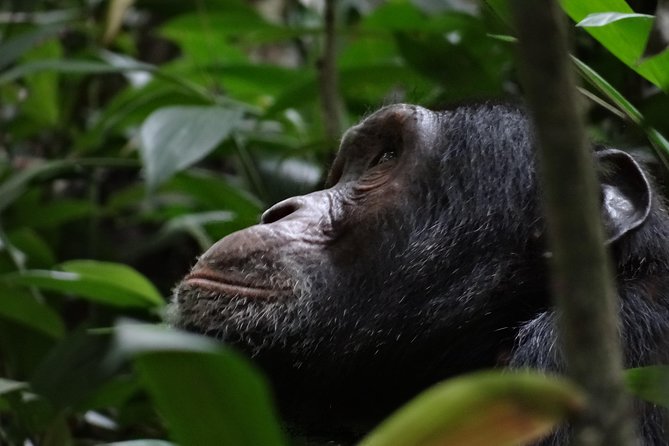 5 Days Gorillas and Chimpanzee Tracking - Important Additional Information