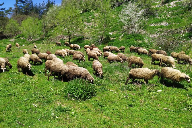 5 Days Historical and Natural Wonders of Bulgarias Most Beautiful Region - Booking Confirmation