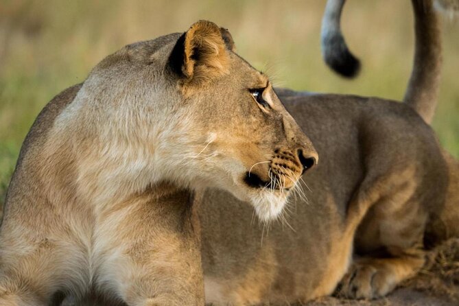 5 Days Lodging Safari (Lake Manyara,Serengeti, Ngorongoro Crater) - Lodging Accommodations
