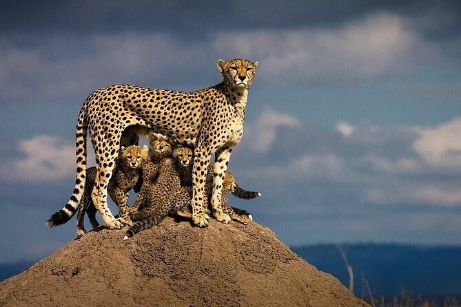 5 Days Mombasa,Tsavo East, Taita Salt Lick, Tsavo West, Amboseli, - Pricing and Reviews