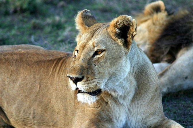 5 Days Northern Tanzania Selected Wildlife Safari - Booking and Contact Information