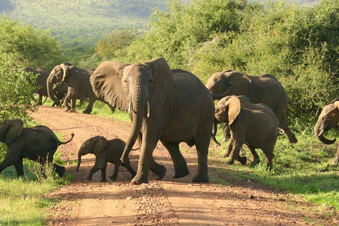 5 Days Ruaha National Park Safari - Safari Activities