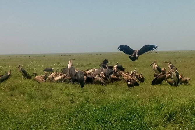 5 Days Safari In Serengeti And Ngorongoro - Pricing and Guarantee Details