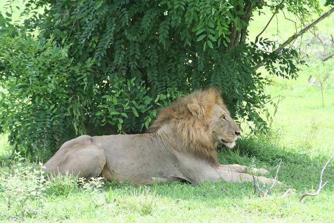 5 Days Safari to Selous & Mikumi - Wildlife Encounters and Sightings