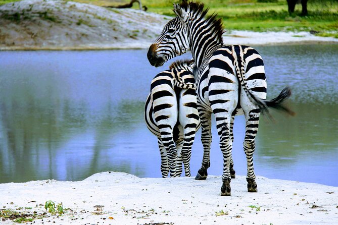5 Days Tanzania Family Safari - Wildlife Encounters and Activities