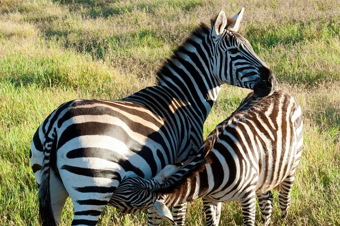 5-Days Tanzania Joining Group Safari : Best Price 2024/2025