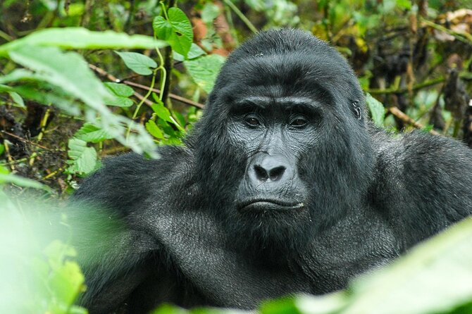 5 Days Uganda Primate And Gorilla Trekking Luxury Safari - Gorilla Trekking Experience