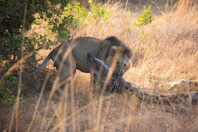 5 Hours Nairobi National Park Private Tour - Meeting Point and Pickup Options