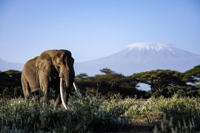 6-Day Maasai Mara, Lake Nakuru and Amboseli Safari - Cancellation Policy