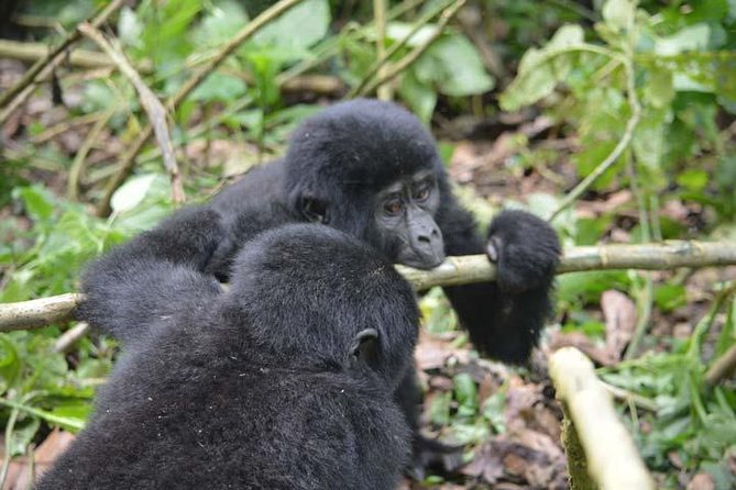 6-Day Primates Tracking & Wildlife Game Viewing - Booking and Cancellation Policy