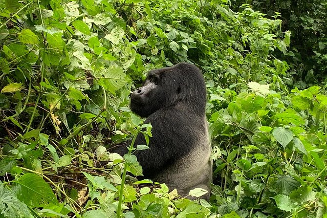 6 Day Uganda Gorilla Safari and Lake Bunyonyi Homestay Experience