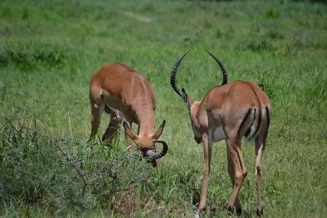 6 Day Wonders of Northern Tanzania Shared Camping Safari - Expectations and Experiences